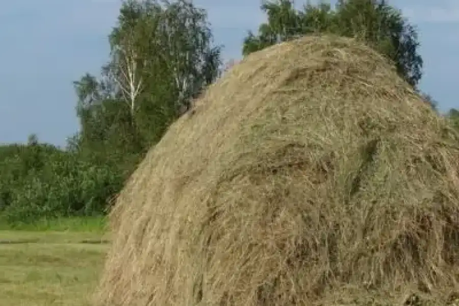 Продам сіно дуже дешево