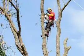 Дизайн та техническое обслуживание, Другие услуги по недвижимости и обслуживанию