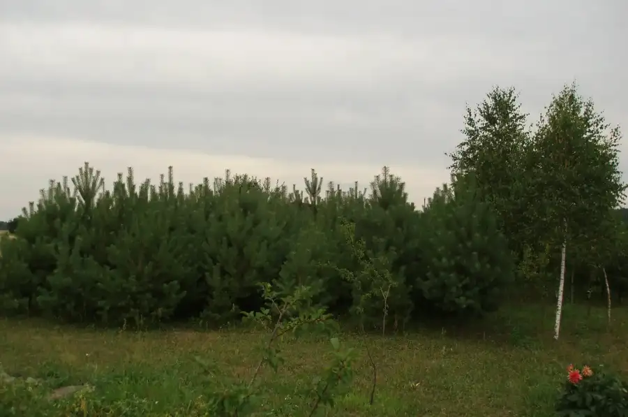 земельна ділянка для будівництва житлового будинку