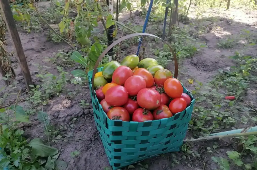 Корзини з упаковочної стрічки.