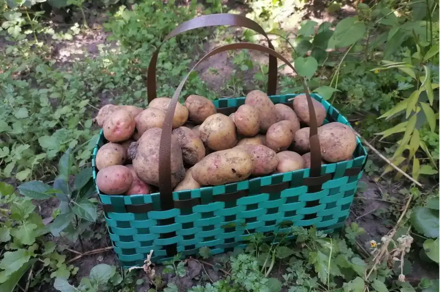 Корзини з упаковочної стрічки.