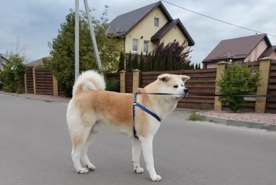 Цуценята Акіта-іну чекають на своїх хазяїв.