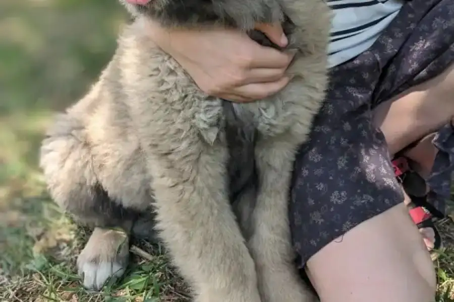 Цуценята кавказької вівчарки , Pets