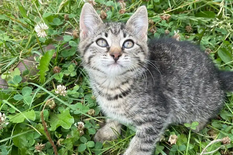 4 кітки, Домашні тварини, Коти