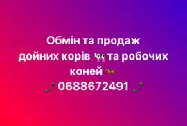 Обмін та продаж дойних корів, робочих коней 