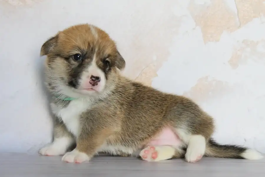 corgi pembroke коргі пемброк