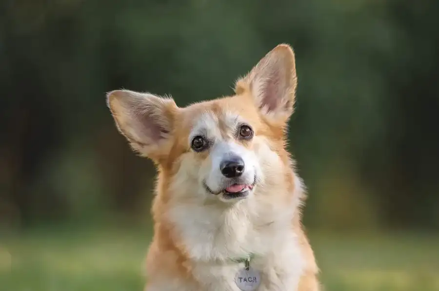 corgi pembroke коргі пемброк