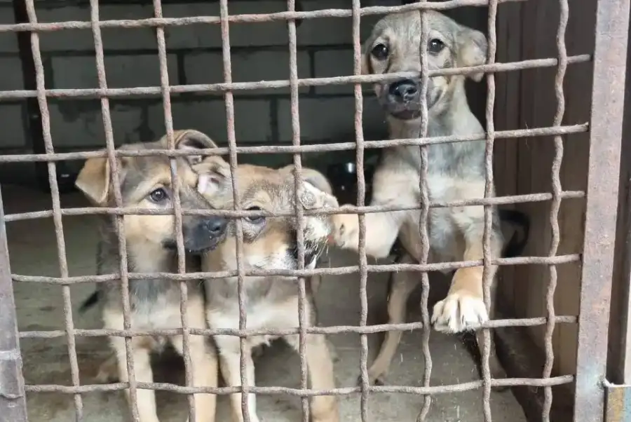 Маленькі цуценята шукають новий дім