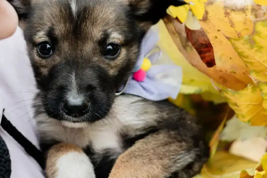 Маленькі цуценята шукають новий дім