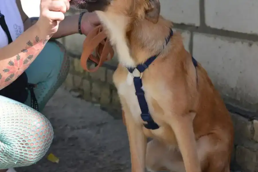 Маленькі цуценята шукають новий дім