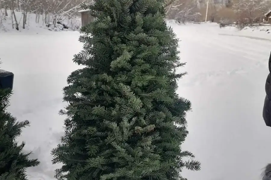 Ялинки новорічні, ялиці та смереки, ікебани, віноч